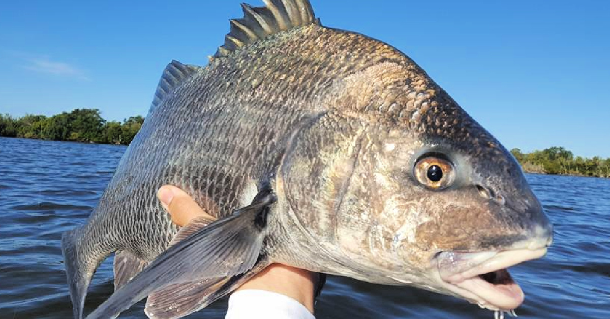 http://how%20to%20catch%20tailing%20fish