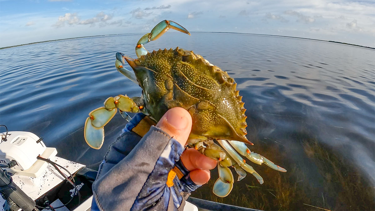 http://How%20to%20Use%20Blue%20Crab%20for%20Bait