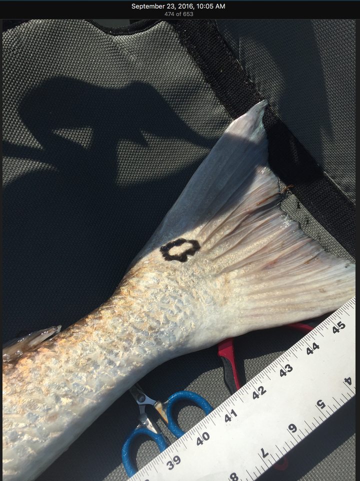 bull redfish