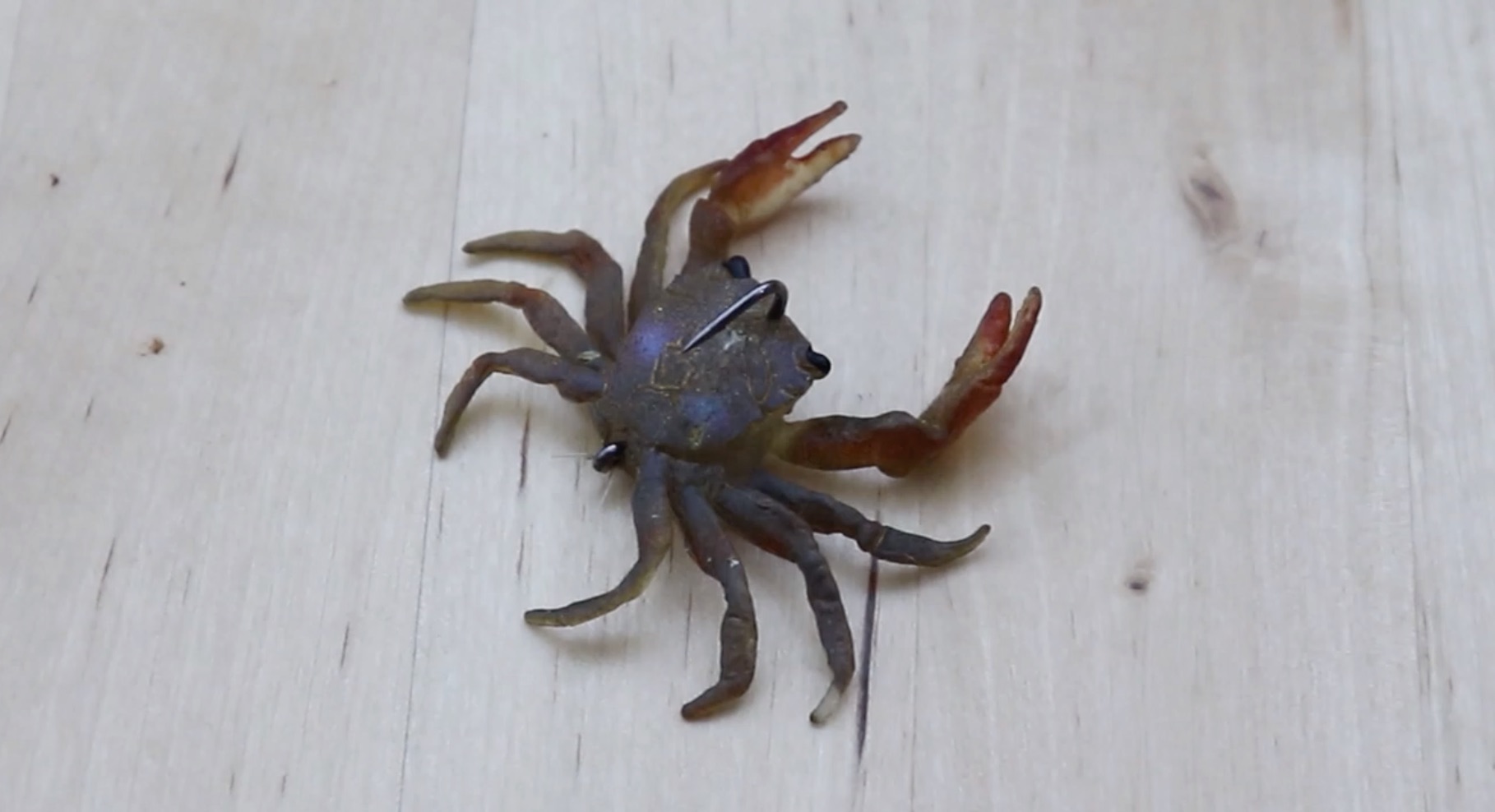 chasebaits crusty crab lure review