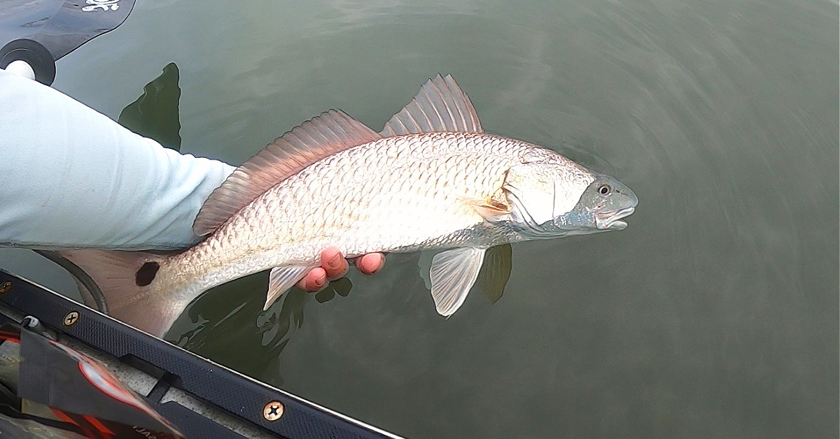 http://fish%20handling%20tips