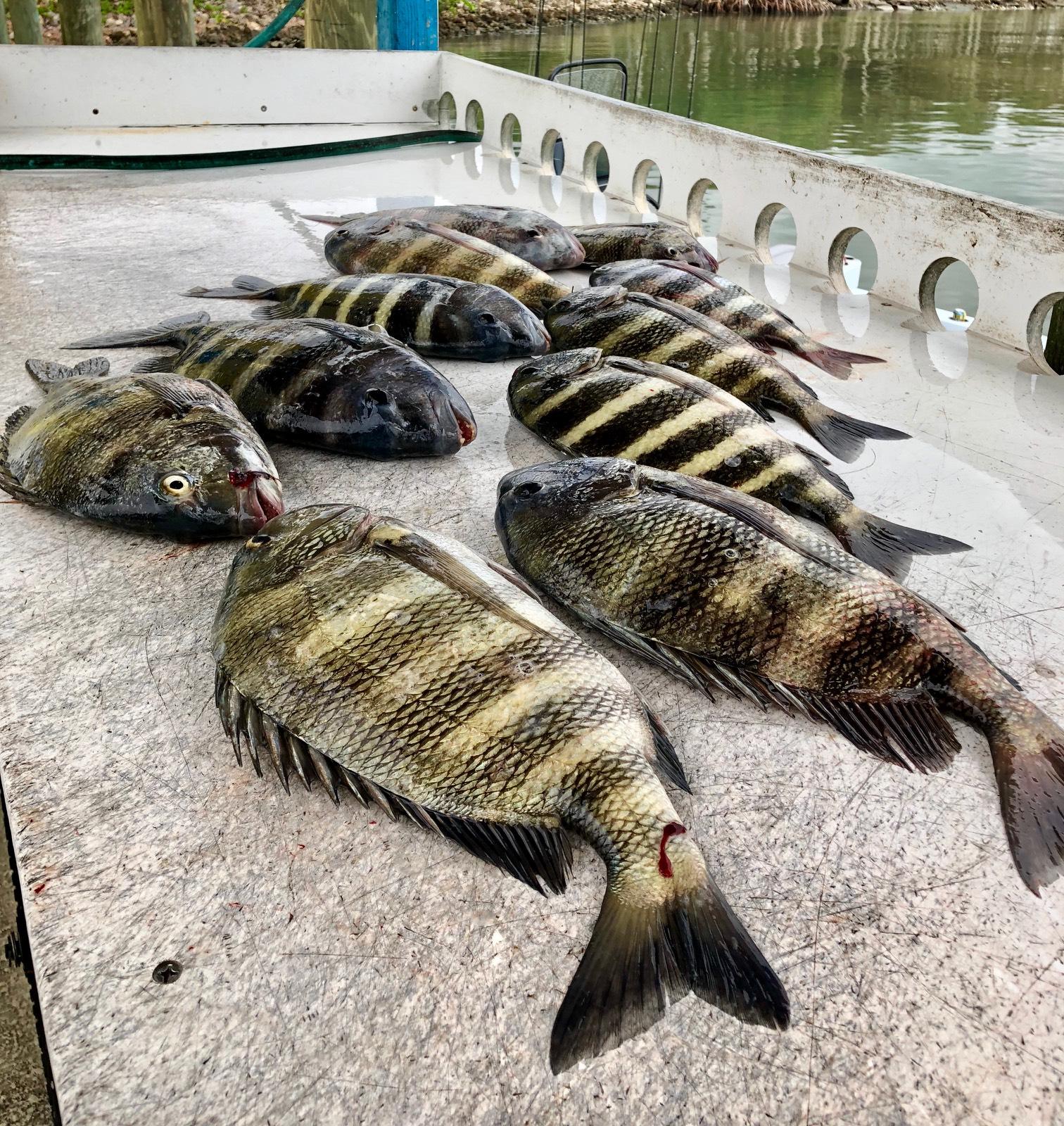 how to clean sheepshead