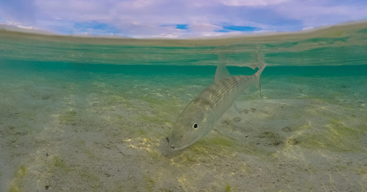 Goofy Jig Bonefish
