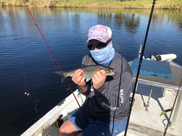 how to catch shad