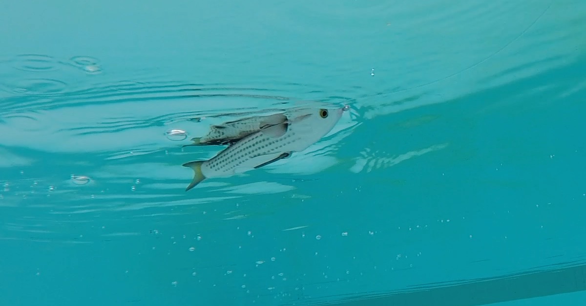 Underwater LIVETARGET Hollow Body Mullet