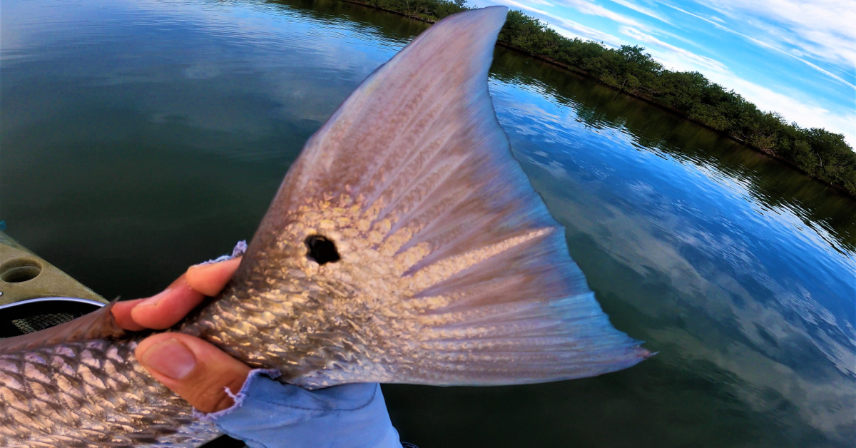 http://this%20new%20shrimp%20lure%20catches%20MONSTERS