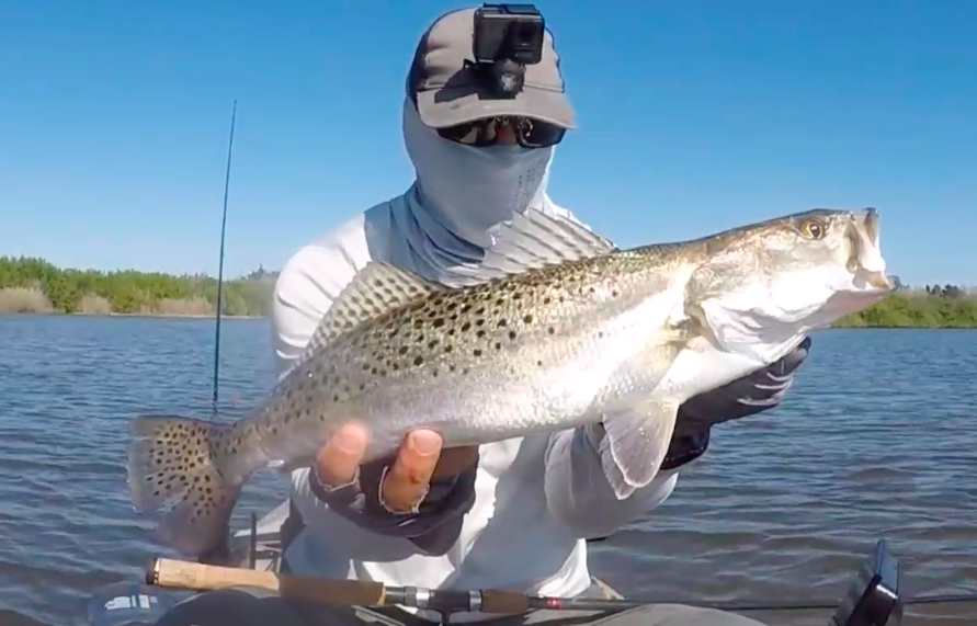 trout on topwater