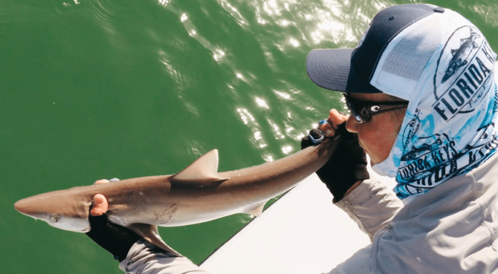 chumming for sharks