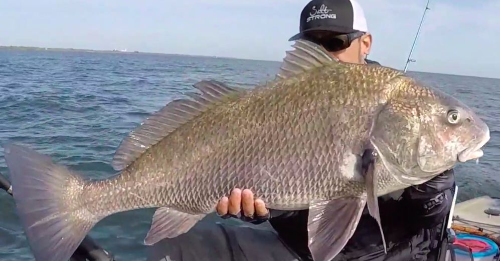 fish finder black drum