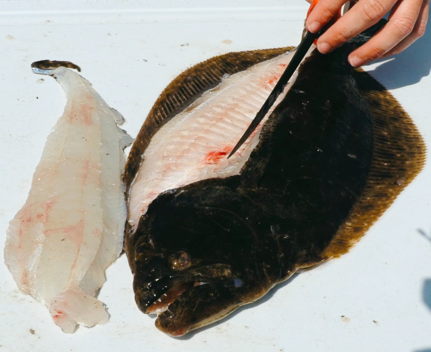 flounder fillet tips