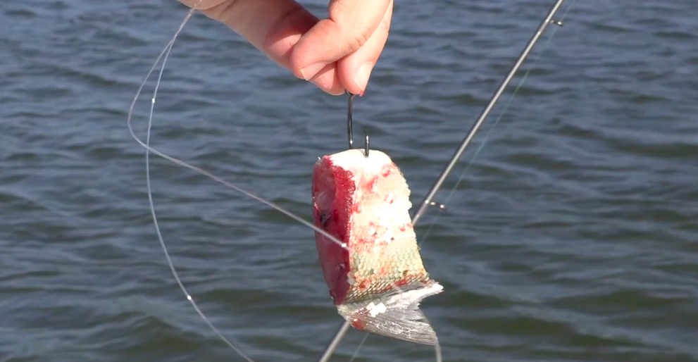 cut ladyfish