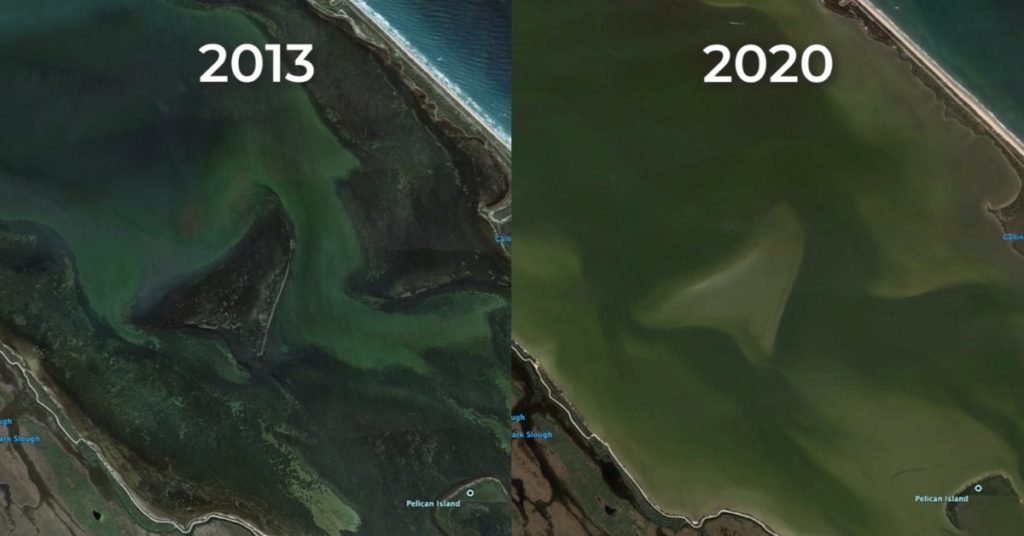mosquito lagoon seagrass loss