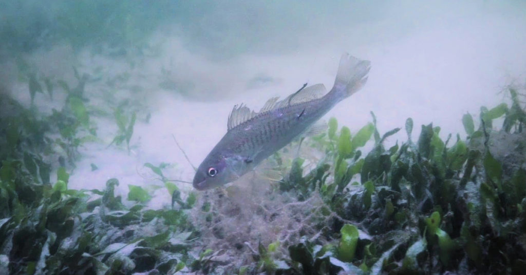The BEST RIG to catch your own Bait