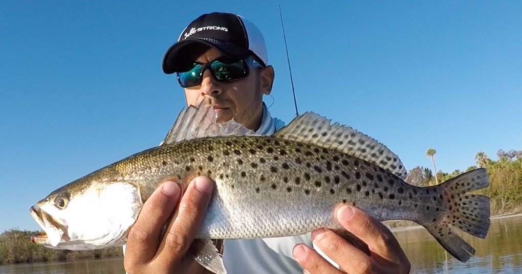speckled sea trout