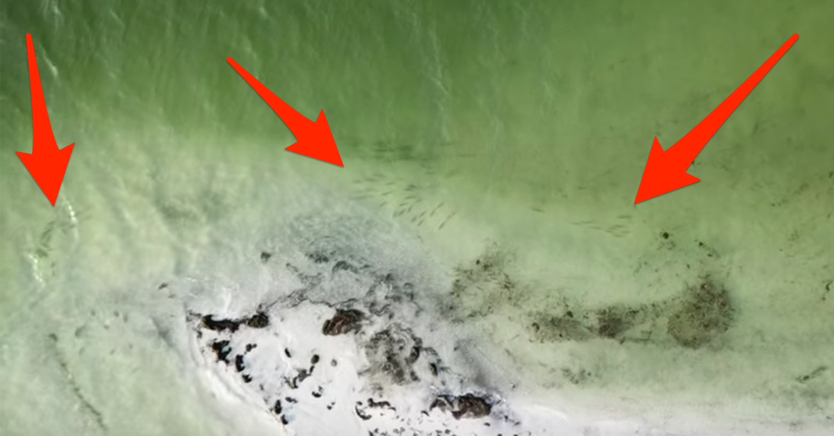 http://catching%20snook%20from%20the%20beach