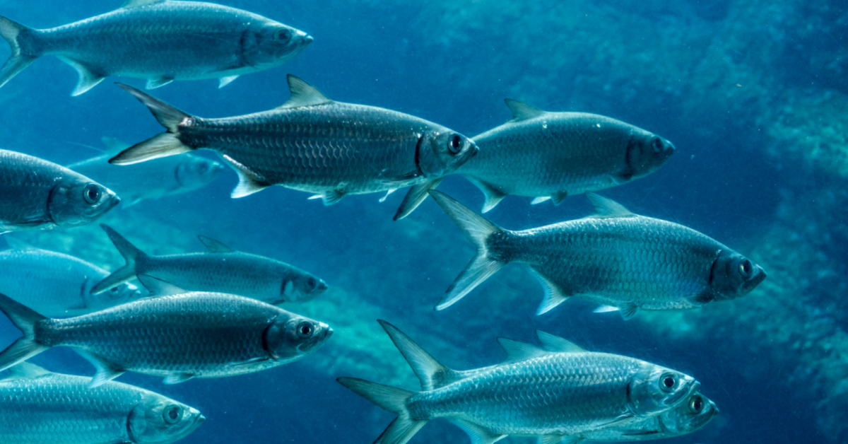 http://best%20baitfish%20for%20inshore%20fishing