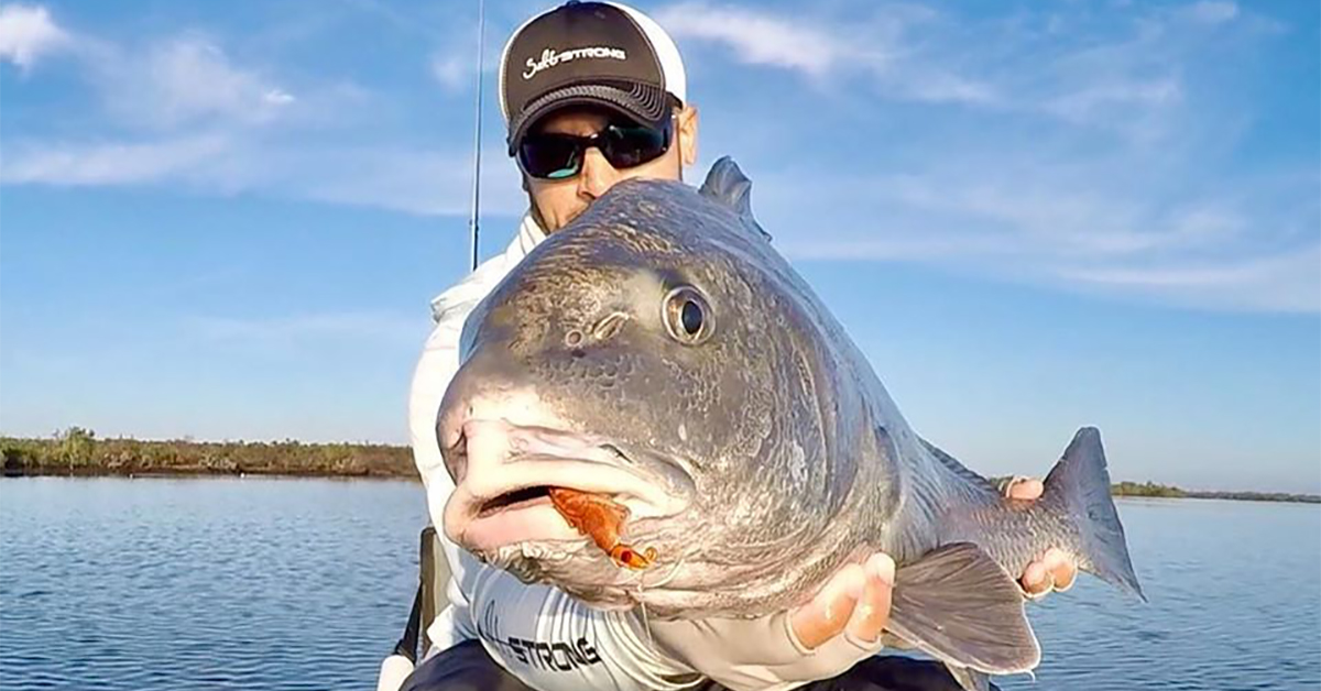best black drum fishing lures