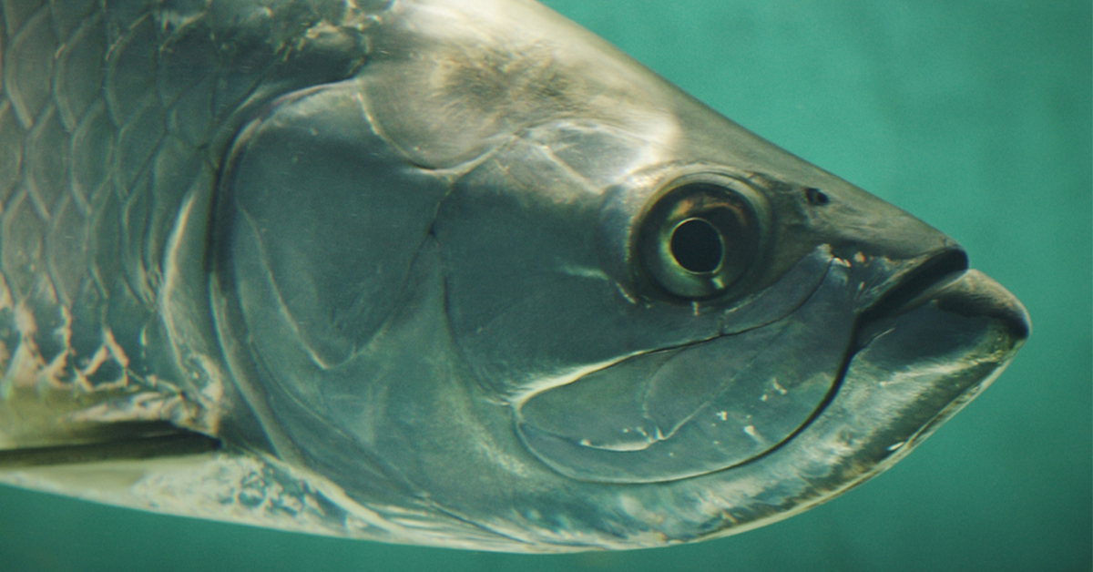 http://best%20lures%20for%20big%20tarpon
