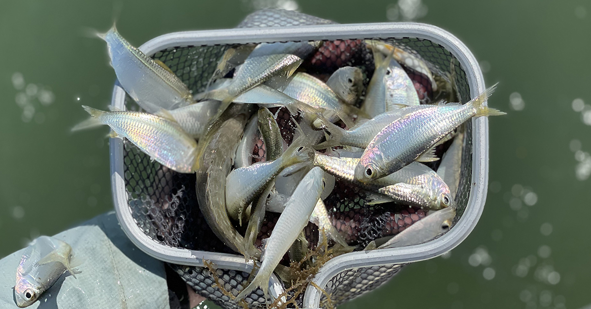 http://best%20saltwater%20fishing%20chum