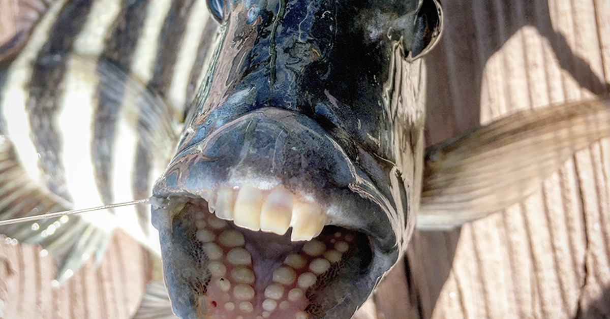 http://best%20sheepshead%20rigs