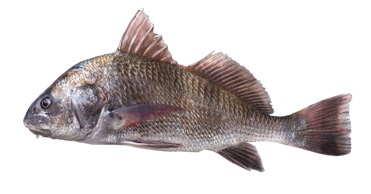 http://black%20drum%20fishing