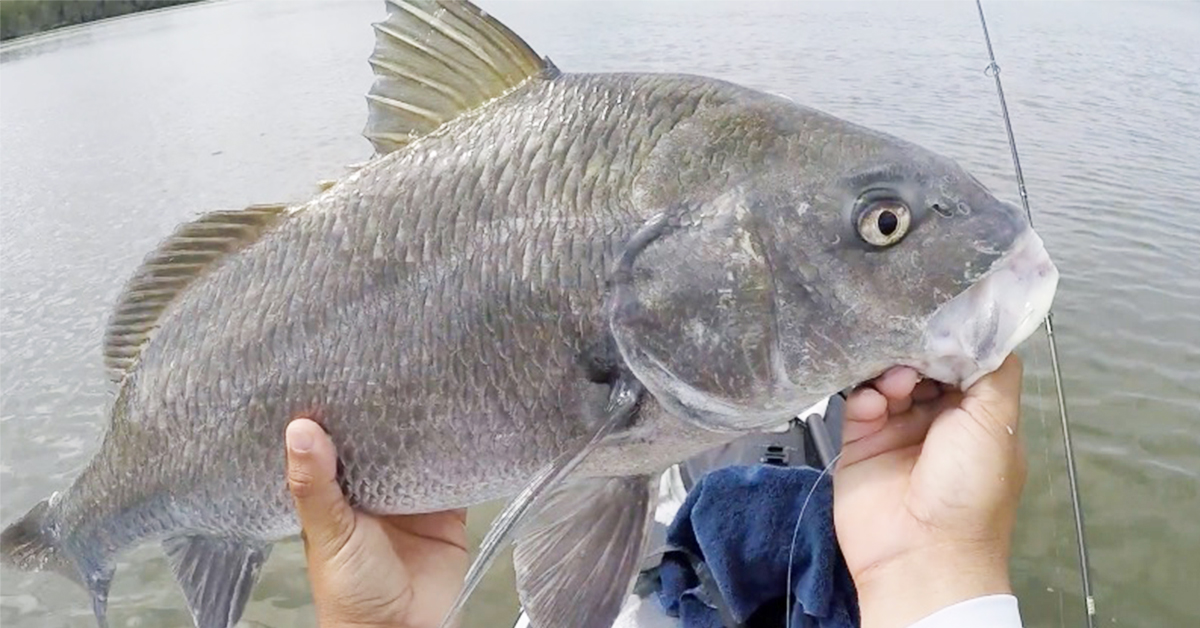 http://how%20to%20catch%20black%20drum