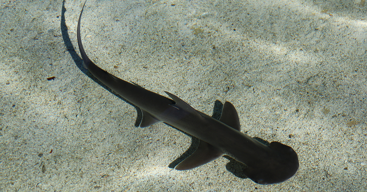 http://bonnet%20head%20shark%20on%20artificial%20shrimp%20lure