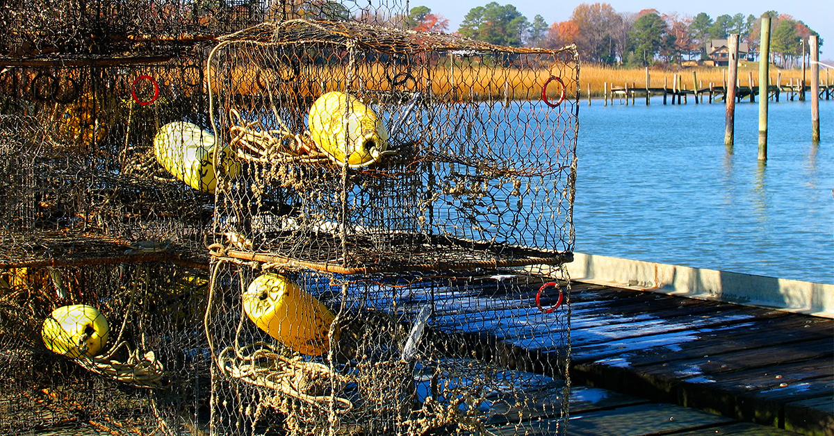http://Crab%20Traps%20turn%20to%20ghost%20traps