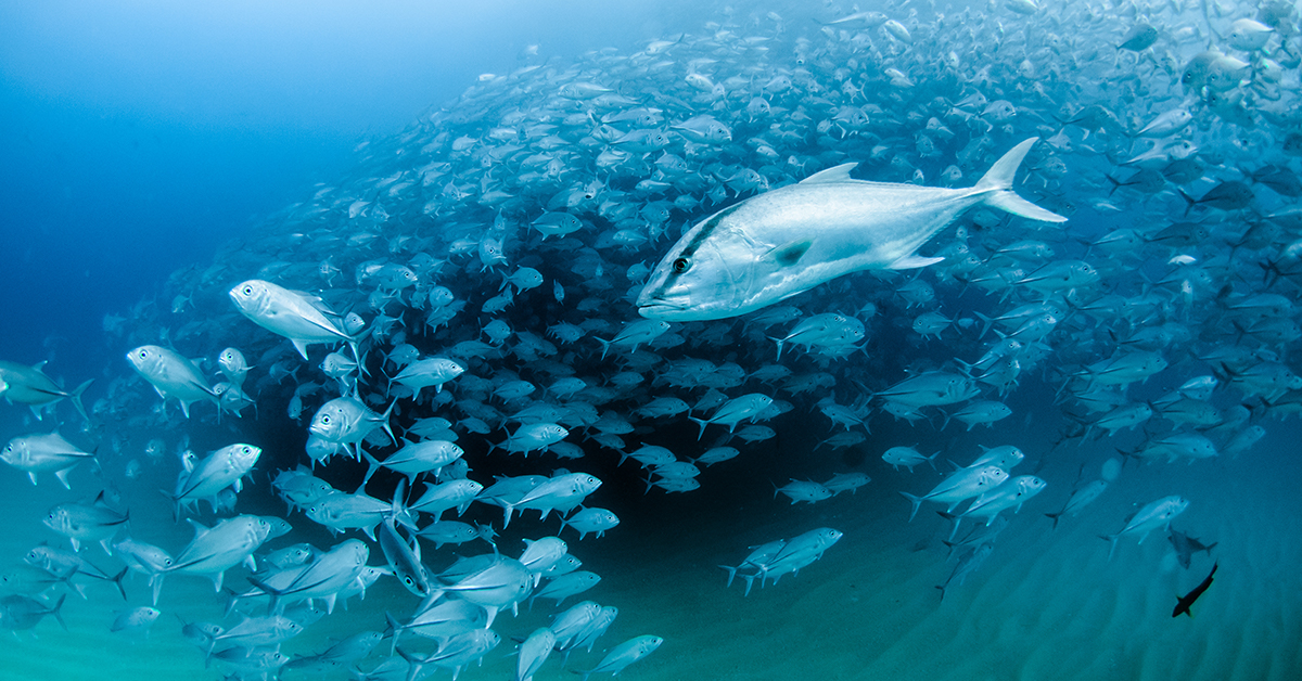 School of amberjack