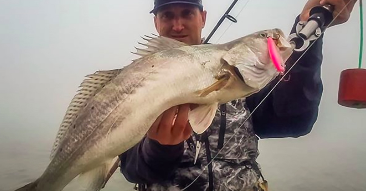 http://speckled%20truth%20big%20gator%20trout