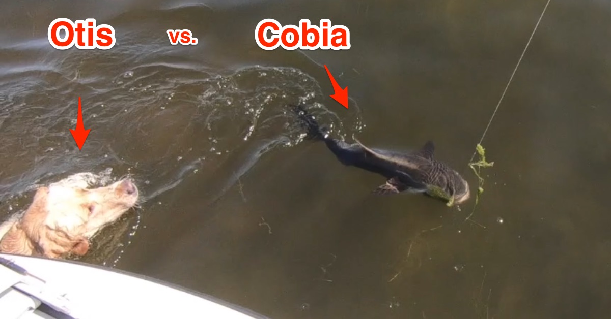 http://sightfishing%20cobia
