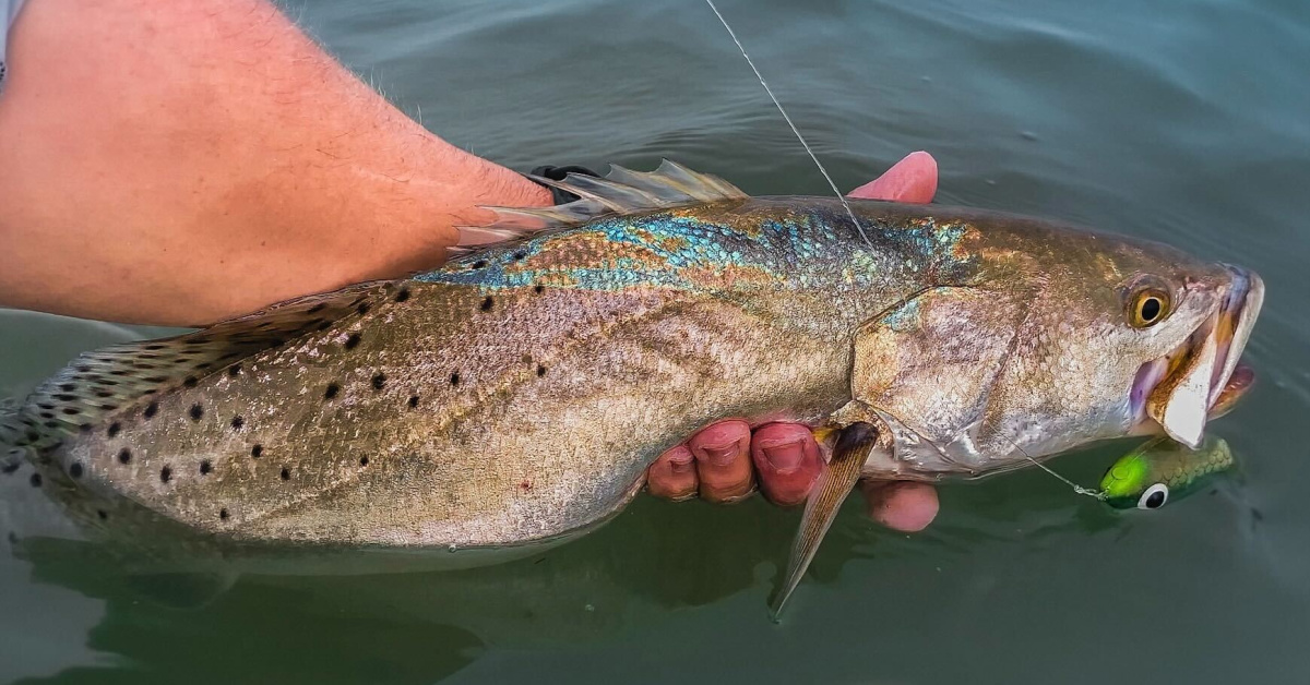 http://favorite%20trout%20lure