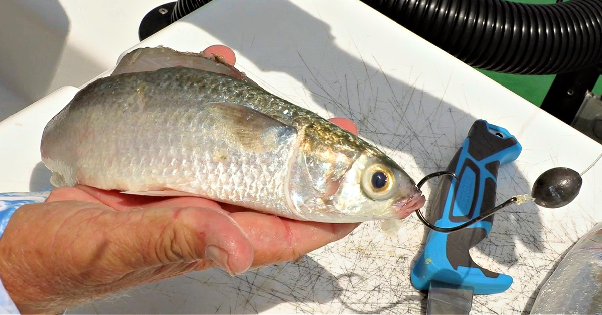 http://use%20cut%20mullet%20for%20tarpon
