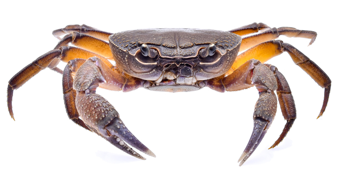 how to catch fiddler crabs