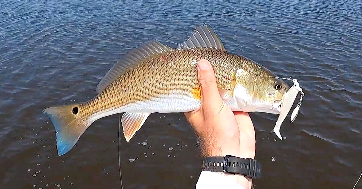 http://find%20feeding%20fish%20in%20schools%20of%20bait
