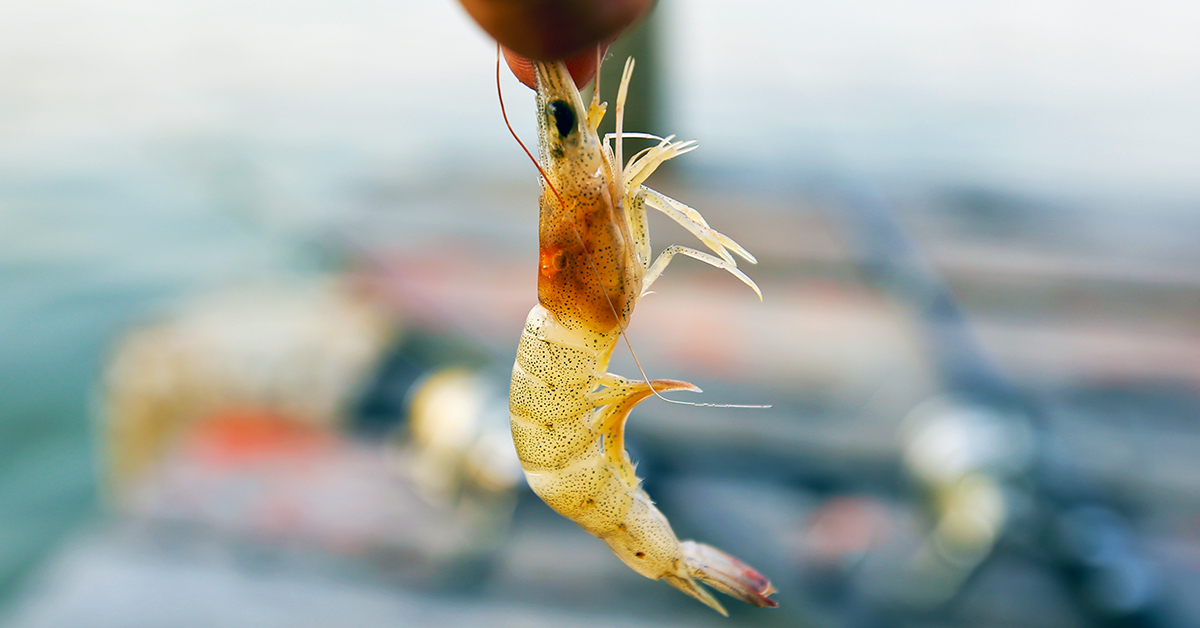 http://fishing%20with%20dead%20shrimp