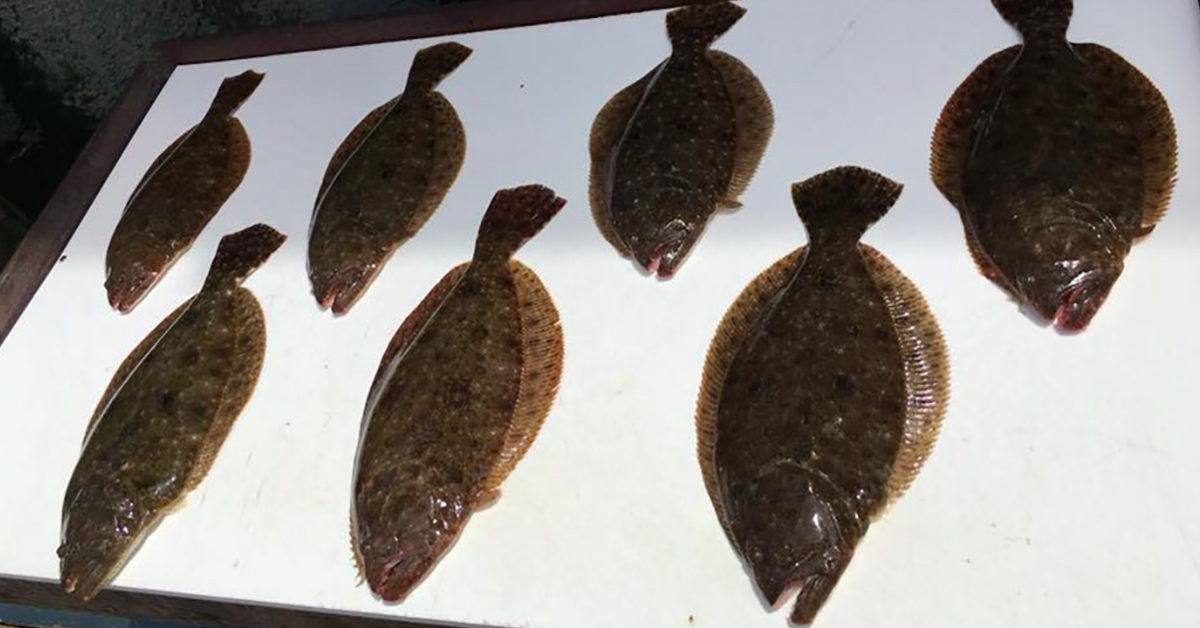 http://how%20to%20catch%20flounder%20with%20jot%20owens