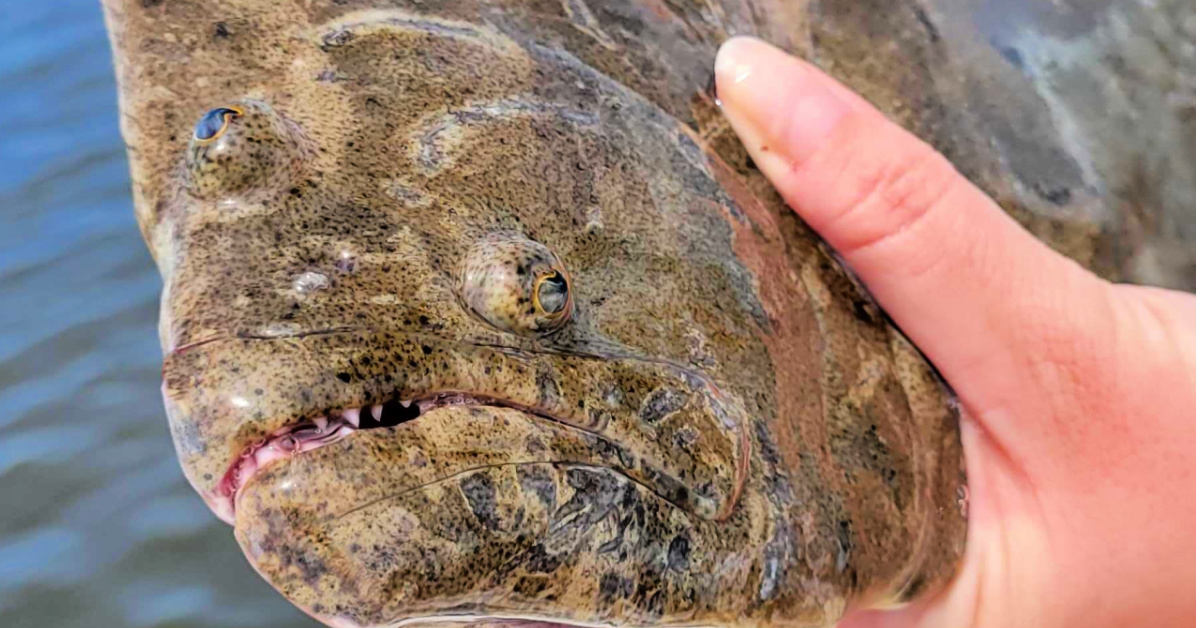 http://flounder%20lures