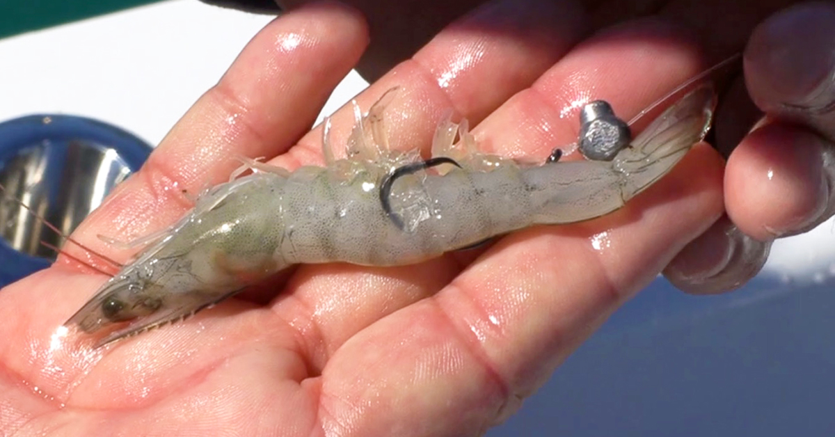 http://frozen%20shrimp%20for%20reef%20fishing