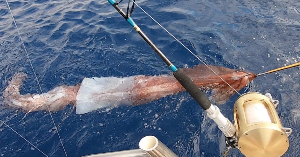 giant squid hawaii