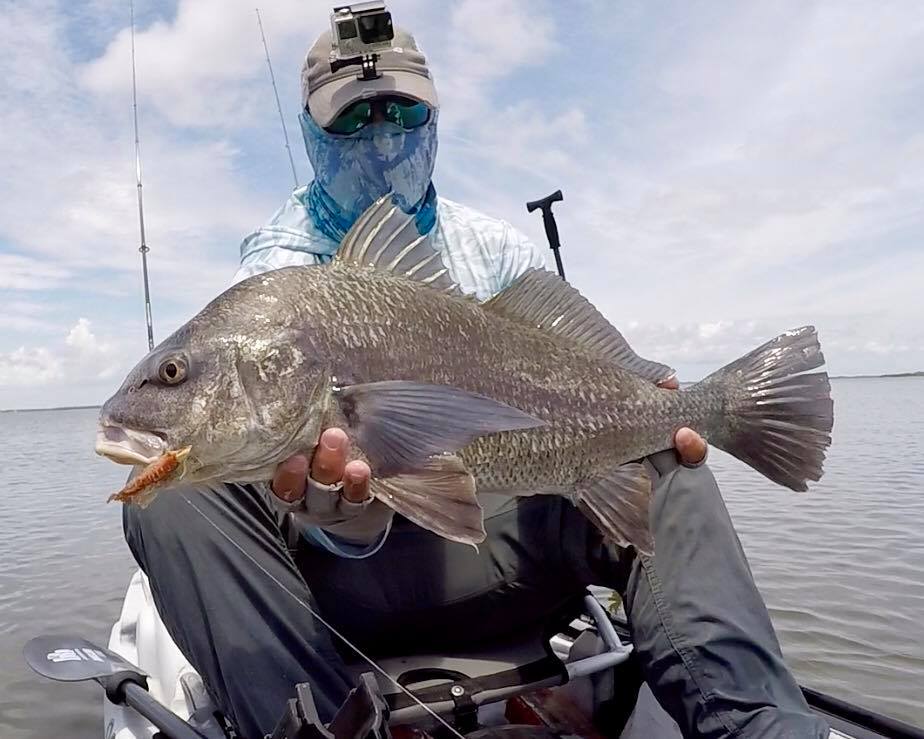 gulp shrimp black drum