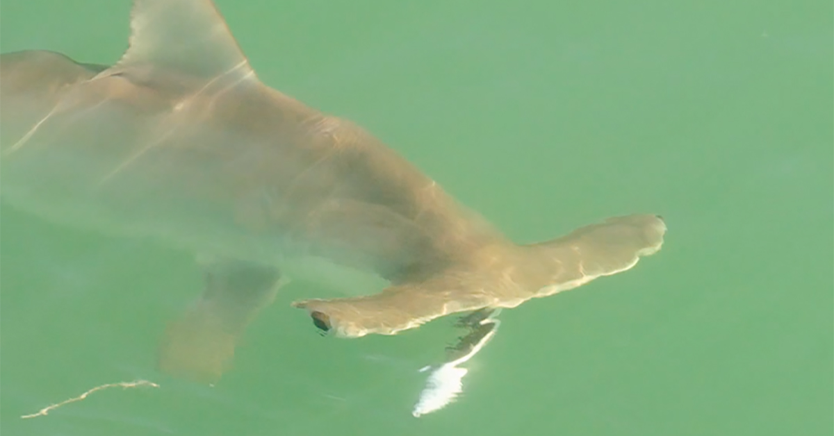 http://how%20to%20chum%20for%20sharks