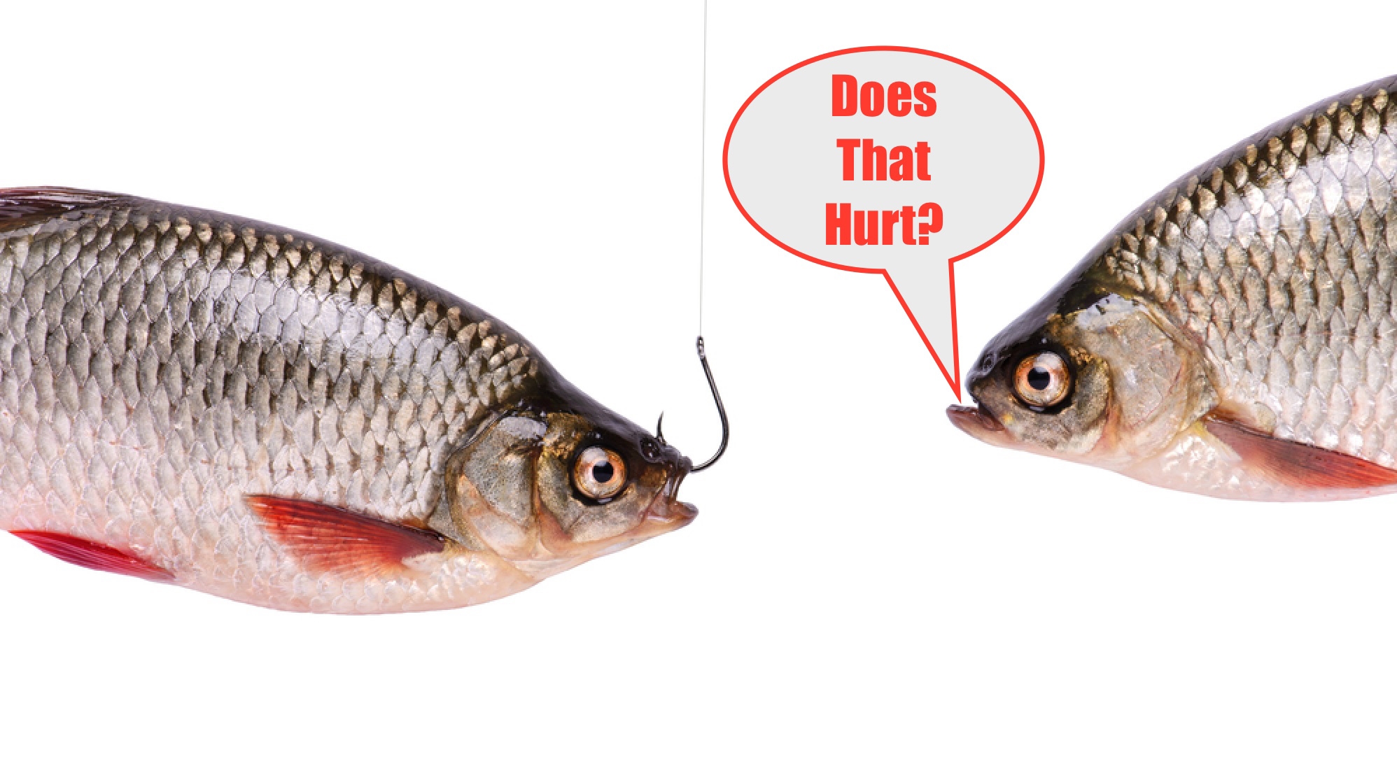 http://fishing%20lure%20in%20fish's%20mouth
