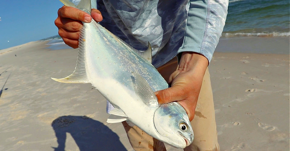 http://hot%20pompano%20and%20whiting%20bite%20off%20the%20beach