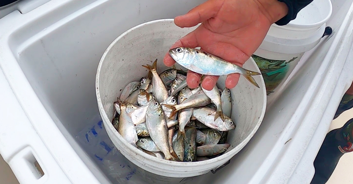 http://how%20to%20catch%20menhaden
