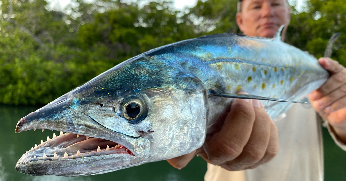 http://how%20to%20catch%20spanish%20mackerel