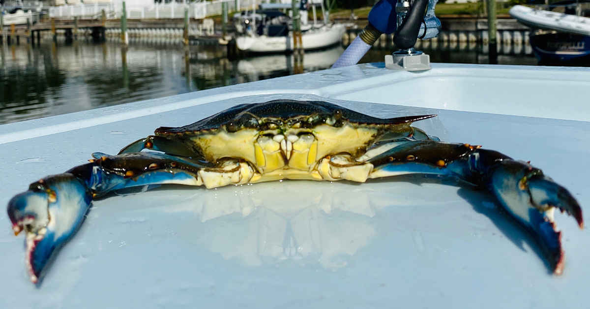 http://how%20to%20clean%20a%20blue%20crab