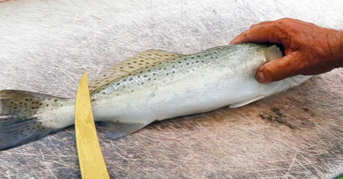 http://how%20to%20fillet%20a%20speckled%20trout