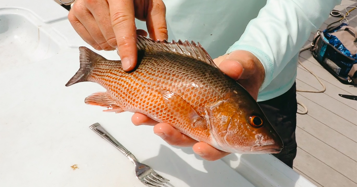 http://how%20to%20clean%20small%20snapper