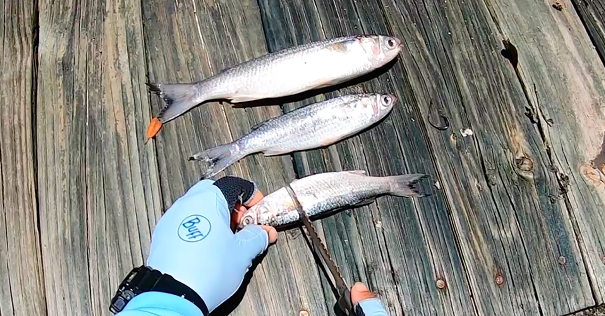 http://how%20to%20cut%20up%20baitfish%20for%20cut%20bait